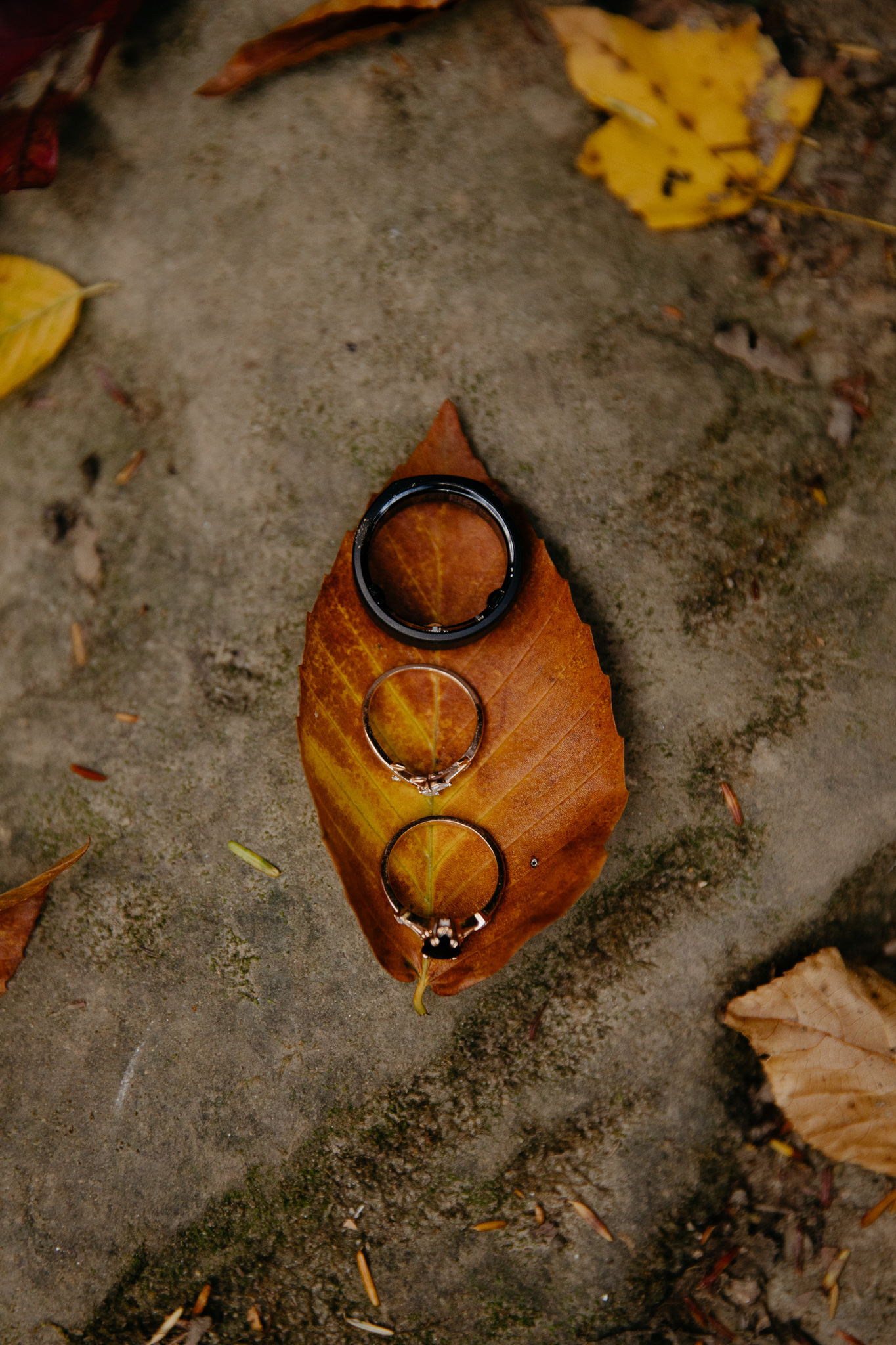 Wedding rings on a leaf at this Indiana Elopement