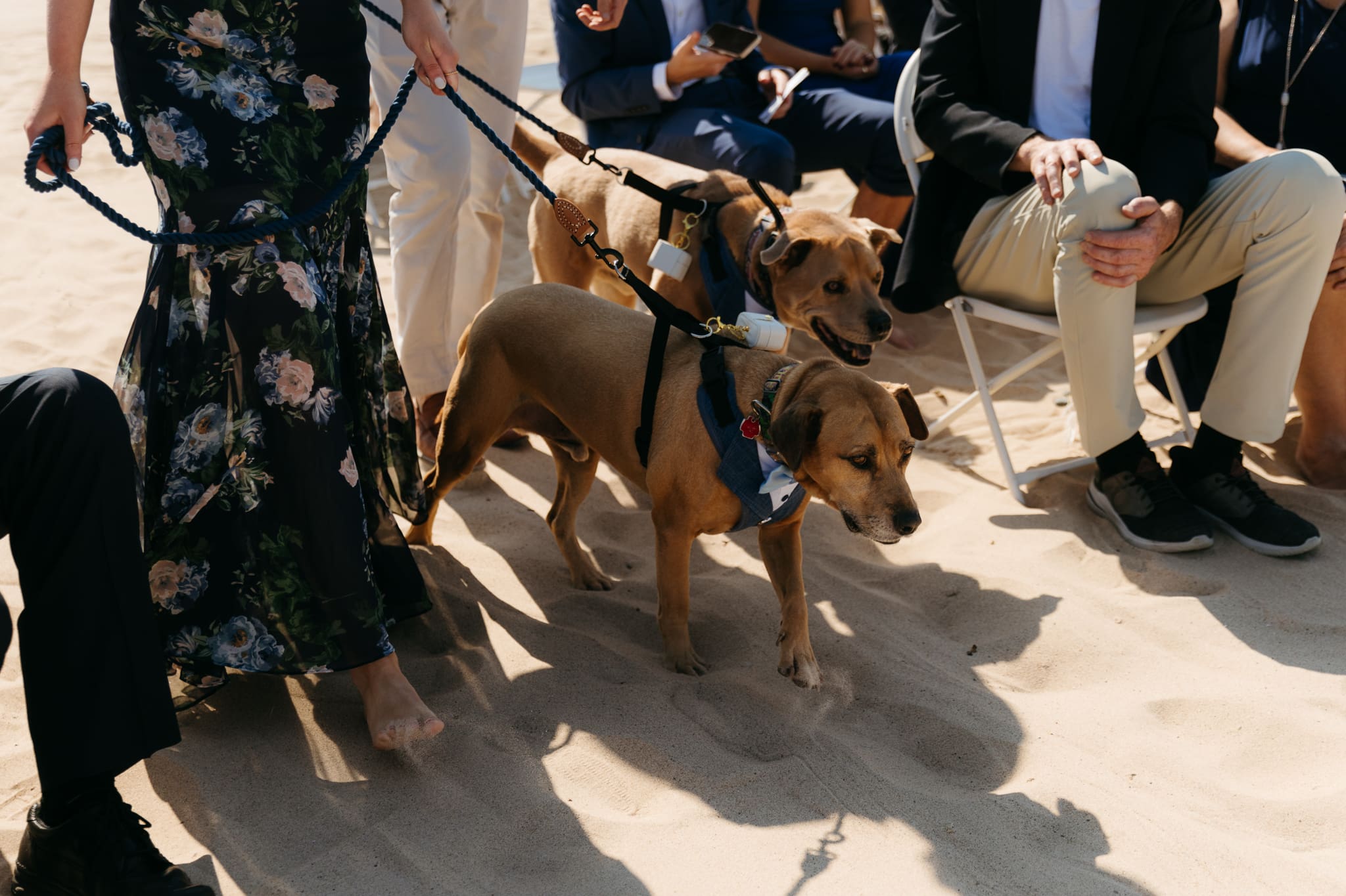 Ring bearing dogs walk down the aisle during a Lake Michigan wedding on the beach 