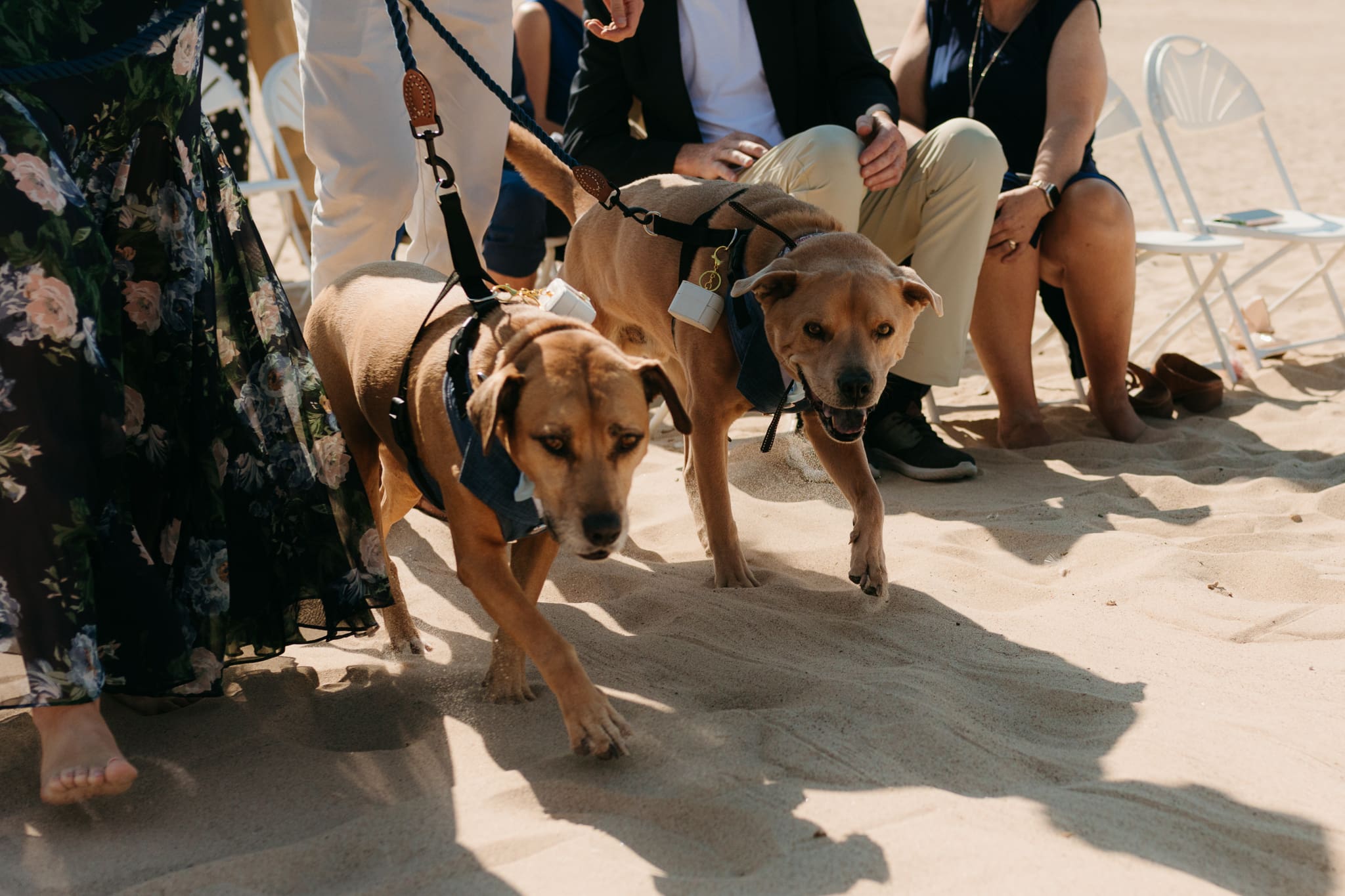 Ring bearing dogs walk down the aisle during a Lake Michigan wedding on the beach 