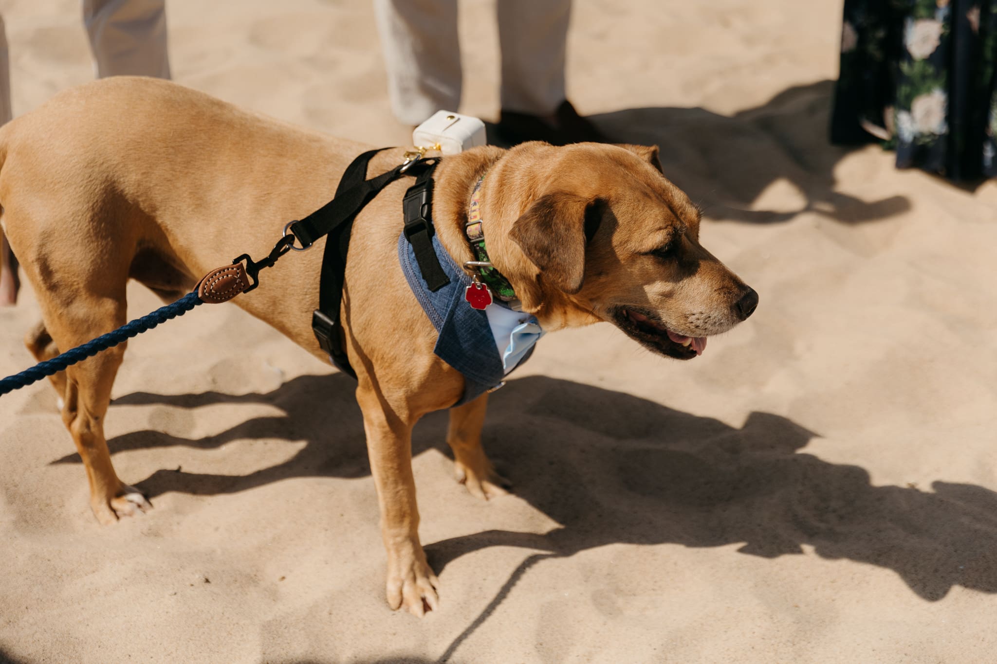Wedding guests mingling during a beach elopement at Warren Dunes State Park